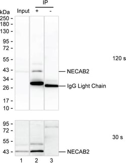 Invitrogen NECAB2 Recombinant Mouse Monoclonal Antibody (K8U020_8H5) 50 &mu;L | Buy Online | Invitrogen&trade; | Fisher Scientific