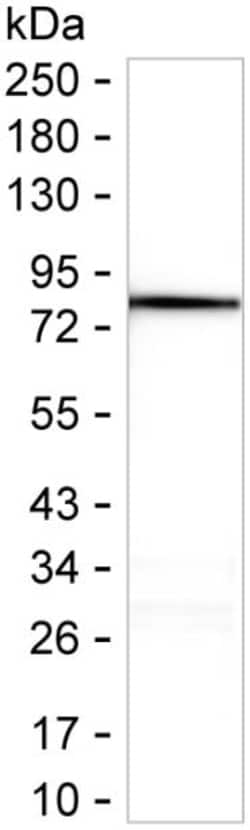 Invitrogen Cytochrome P450 Reductase Recombinant Mouse Monoclonal Antibody (KBL007_18C12) 100 &mu;L | Buy Online | Invitrogen&trade; | Fisher Scientific