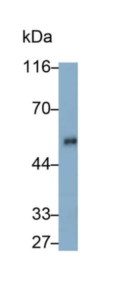 Invitrogen&trade;&nbsp;Angiotensin I-VII Monoclonal Antibody (A4)
