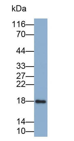 Invitrogen&trade;&nbsp;RNASE3 Monoclonal Antibody (C3)
