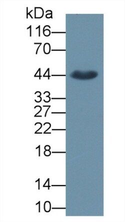 Invitrogen&trade;&nbsp;SIRT3 Monoclonal Antibody (C2)