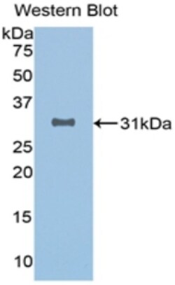 Invitrogen&trade;&nbsp;SIRT3 Monoclonal Antibody (C2)