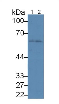Invitrogen&trade;&nbsp;Angiopoietin 1 Monoclonal Antibody (9#)