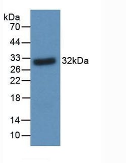 Invitrogen&trade;&nbsp;BDNF Monoclonal Antibody (C4)
