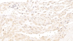 Invitrogen&trade;&nbsp;PRG2 Monoclonal Antibody (C4)