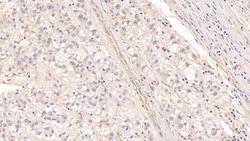 Invitrogen&trade;&nbsp;PRG2 Monoclonal Antibody (C4)
