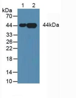 Invitrogen&trade;&nbsp;Annexin A3 Monoclonal Antibody (2#)