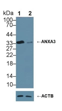 Invitrogen&trade;&nbsp;Annexin A3 Monoclonal Antibody (2#)