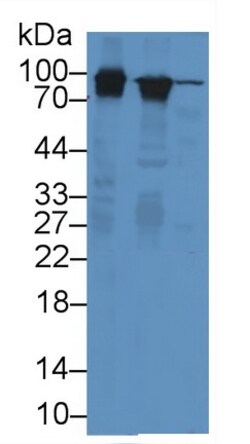 Invitrogen PYGL Monoclonal Antibody (9#) 200 &mu;L; Unconjugated:Antibodies,