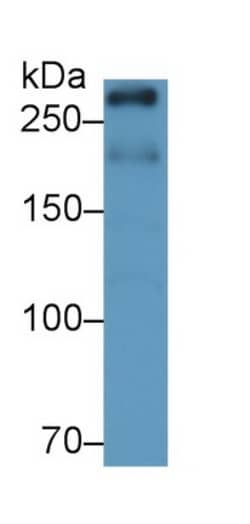 Invitrogen&trade;&nbsp;mTOR Monoclonal Antibody (D7)