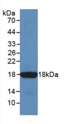 Invitrogen&trade;&nbsp;Somatostatin Monoclonal Antibody (C11)