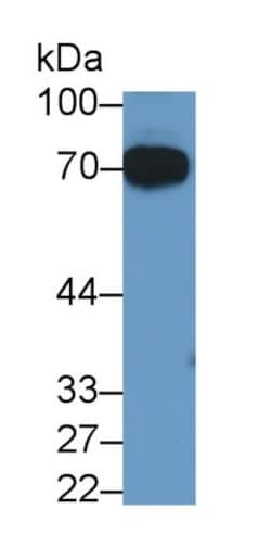 Invitrogen&trade;&nbsp;SERPINF2 Monoclonal Antibody (H8)