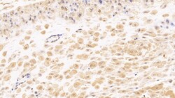 Invitrogen&trade;&nbsp;Tenascin C Monoclonal Antibody (C4)
