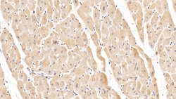 Invitrogen&trade;&nbsp;Tenascin C Monoclonal Antibody (C4)