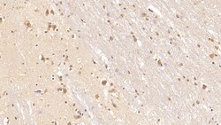Invitrogen&trade;&nbsp;Tenascin C Monoclonal Antibody (C4)