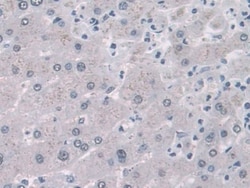 Invitrogen&trade;&nbsp;FABP1 Monoclonal Antibody (1#)