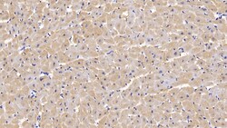 Invitrogen&trade;&nbsp;FABP3 Monoclonal Antibody (C5)