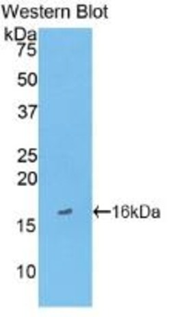 Invitrogen&trade;&nbsp;FABP3 Monoclonal Antibody (C5)