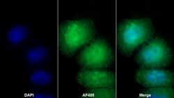 Invitrogen CD86 Monoclonal Antibody (C6) 200 &mu;L | Buy Online | Invitrogen&trade; | Fisher Scientific