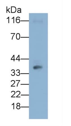 Invitrogen CD86 Monoclonal Antibody (C6) 200 &mu;L | Buy Online | Invitrogen&trade; | Fisher Scientific