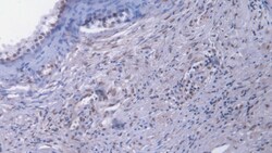 Invitrogen EGR1 Monoclonal Antibody (C15) 200 &mu;L; Unconjugated:Antibodies,