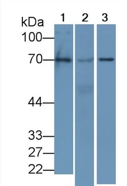 Invitrogen&trade;&nbsp;EGR1 Monoclonal Antibody (C15)