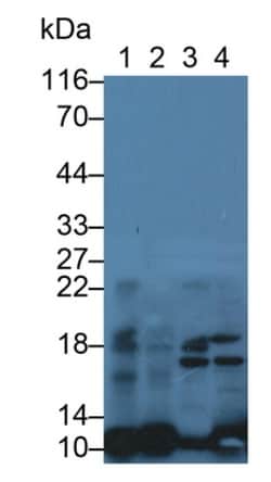 Invitrogen&trade;&nbsp;S100A10 Monoclonal Antibody (C3)