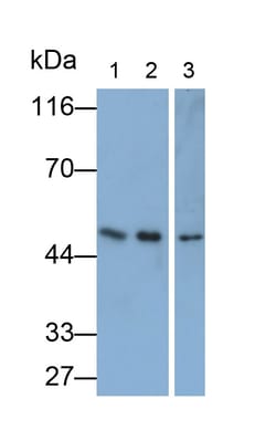 Invitrogen&trade;&nbsp;TGF beta-3 Monoclonal Antibody (C3)