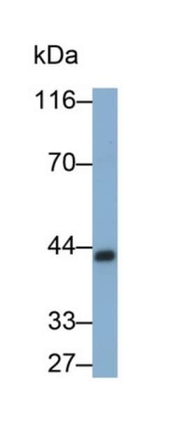 Invitrogen&trade;&nbsp;PGC Monoclonal Antibody (31#)