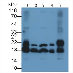 Invitrogen™ Cyclophilin A Monoclonal Antibody (C10)