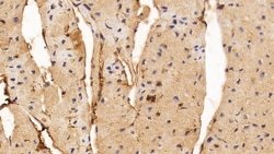 Invitrogen&trade;&nbsp;FGF1 Monoclonal Antibody (C14)