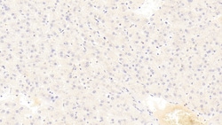 Invitrogen&trade;&nbsp;ALPL Monoclonal Antibody (C1)
