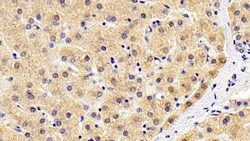 Invitrogen MMP13 Monoclonal Antibody (D13) 200 &mu;L; Unconjugated:Antibodies,