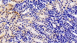 Invitrogen MMP13 Monoclonal Antibody (D13) 200 &mu;L; Unconjugated:Antibodies,