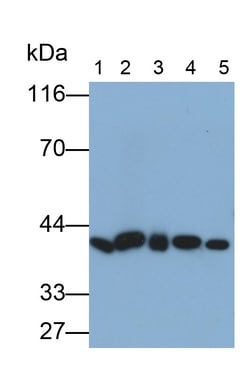 Invitrogen™ TXNL2 Monoclonal Antibody (4-1#)