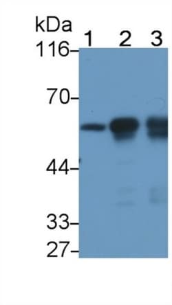 Invitrogen&trade;&nbsp;beta Tubulin Monoclonal Antibody (C4-2)