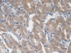 Invitrogen&trade;&nbsp;LGALS3BP Monoclonal Antibody (D5)
