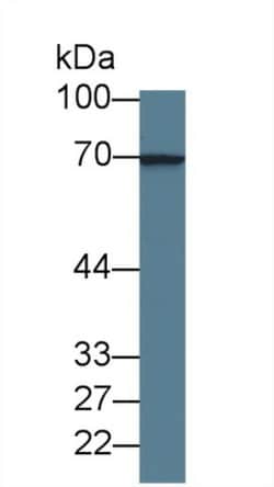 Invitrogen LGALS3BP Monoclonal Antibody (D5) 200 &mu;L; Unconjugated:Antibodies,