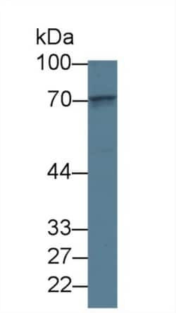 Invitrogen LGALS3BP Monoclonal Antibody (D5) 200 &mu;L; Unconjugated:Antibodies,