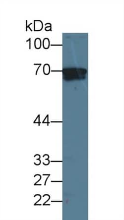 Invitrogen LGALS3BP Monoclonal Antibody (D5) 200 &mu;L; Unconjugated:Antibodies,