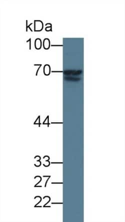 Invitrogen LGALS3BP Monoclonal Antibody (D5) 200 &mu;L; Unconjugated:Antibodies,