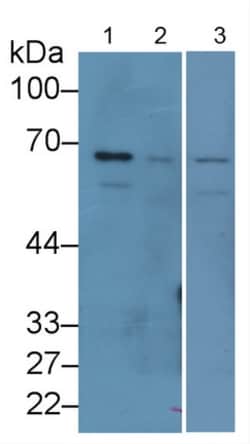 Invitrogen Lamin B1 Monoclonal Antibody (C5) 200 &mu;L; Unconjugated:Antibodies,