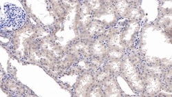 Invitrogen KPNA2 Monoclonal Antibody (C8) 200 &mu;L; Unconjugated:Antibodies,