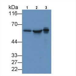 Invitrogen&trade;&nbsp;KPNA2 Monoclonal Antibody (C8)