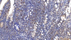 Invitrogen&trade;&nbsp;CD3d Monoclonal Antibody (C6)