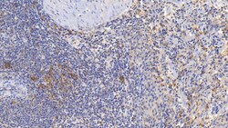 Invitrogen&trade;&nbsp;CD3d Monoclonal Antibody (C6)