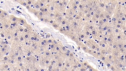Invitrogen&trade;&nbsp;TSLP Monoclonal Antibody (D11)