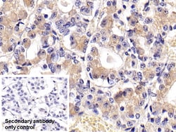 Invitrogen FSH beta Monoclonal Antibody (C5) 200 &mu;L; Unconjugated:Antibodies,