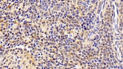 Invitrogen&trade;&nbsp;AHR Monoclonal Antibody (C8)