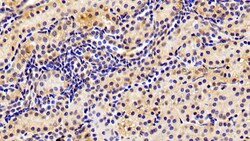 Invitrogen AHR Monoclonal Antibody (C8) 200 &mu;L; Unconjugated:Antibodies,